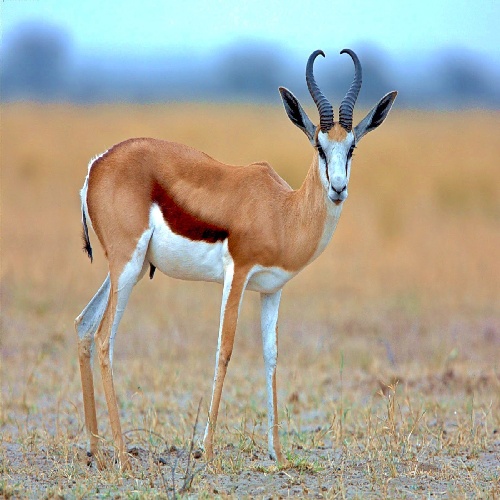 نوشابه کریملی الله بو‌ جیران هارا جیرانیدی